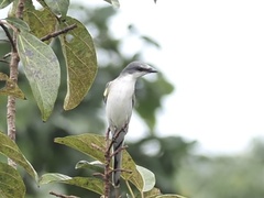 Pericrocotus divaricatus