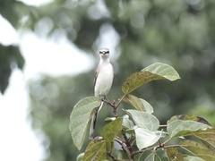 Pericrocotus divaricatus