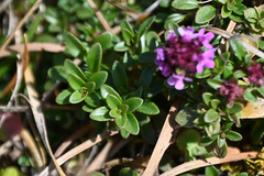 Thymus praecox polytrichus