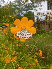 Nyctemera adversata