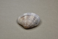 Ruditapes philippinarum