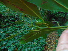 Laurus nobilis
