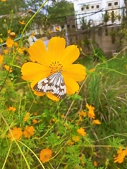 Nyctemera adversata