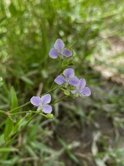 Murdannia loriformis