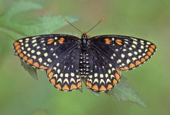 Euphydryas phaeton