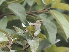 Phylloscopus borealis