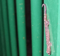 Hemiphyllodactylus typus