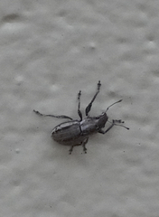 Naupactus peregrinus
