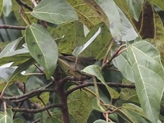 Phylloscopus borealis