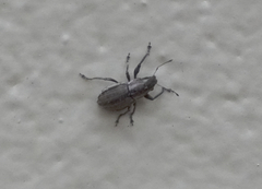 Naupactus peregrinus