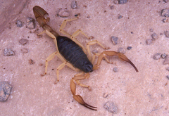Hadrurus spadix