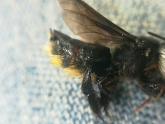 Megachile nigripennis