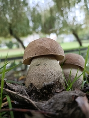 Leccinum duriusculum