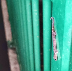 Hemiphyllodactylus typus