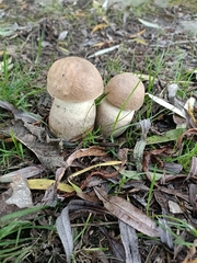 Leccinum duriusculum