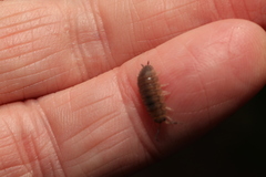 Porcellio scaber