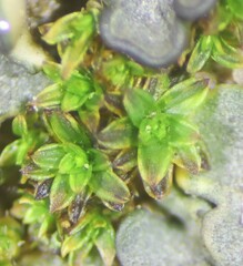 Tortula atrovirens