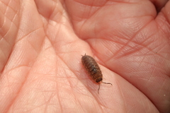 Porcellio scaber