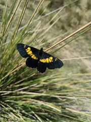 Catasticta teutila