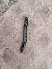 Ommatoiulus diplurus