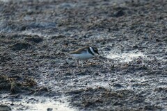 Charadrius hiaticula