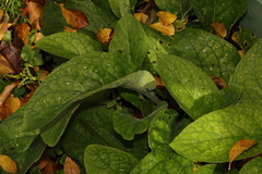 Pentaglottis sempervirens