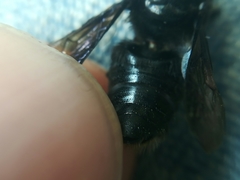 Megachile nigripennis