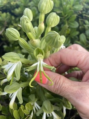 Bonatea speciosa