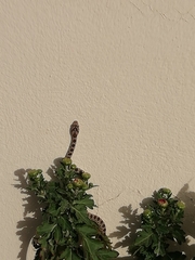 Hemorrhois hippocrepis