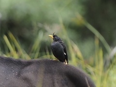 Acridotheres grandis