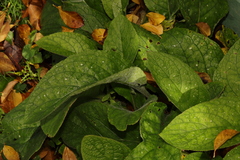 Pentaglottis sempervirens