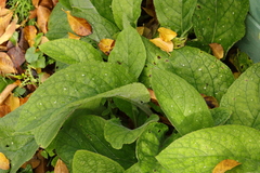 Pentaglottis sempervirens
