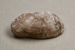 Barbatia foliata