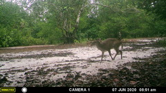 Philantomba maxwellii