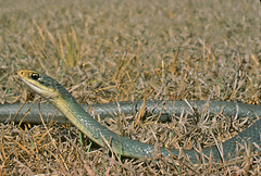 Coluber constrictor paludicola
