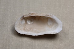 Barbatia foliata