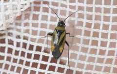 Plagiognathus moerens