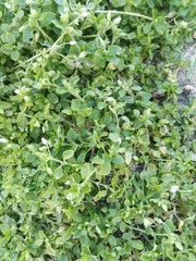 Stellaria apetala
