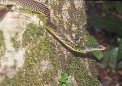 Drymobius margaritiferus