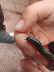 Ommatoiulus diplurus