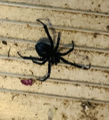 Latrodectus hesperus