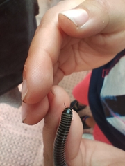 Ommatoiulus diplurus