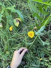 Sonchus arvensis arvensis
