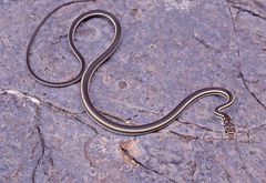 Masticophis taeniatus