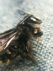 Megachile nigripennis