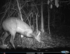 Tragelaphus scriptus