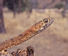 Masticophis flagellum testaceus