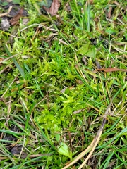 Climacium dendroides