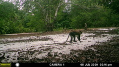 Cercopithecus campbelli