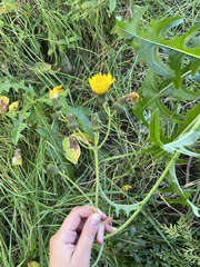 Sonchus arvensis arvensis